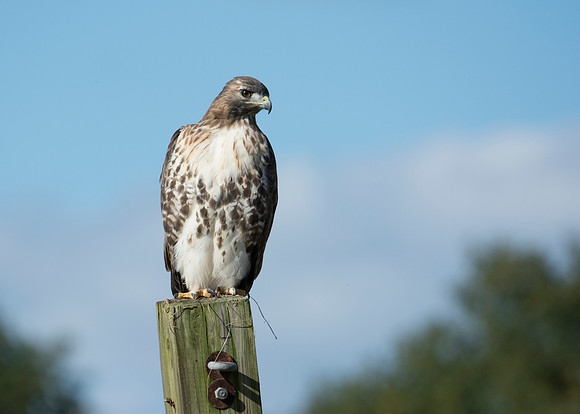 Red-tailed Hawk