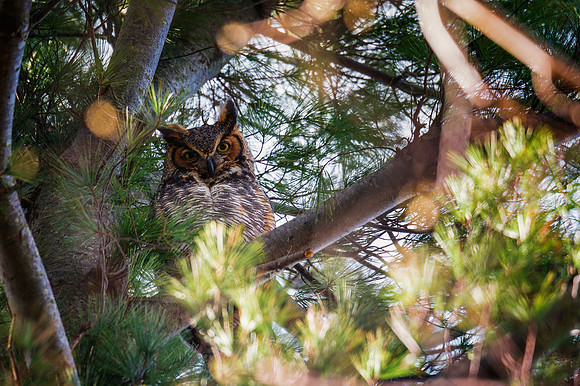 Great Horned Owl
