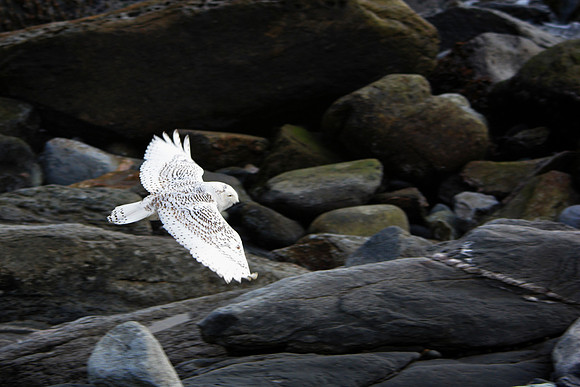 Snowy Owl
