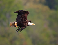 Birds of Prey