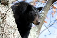 Wildlife